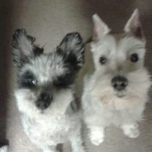 Meet your Posher, Tony